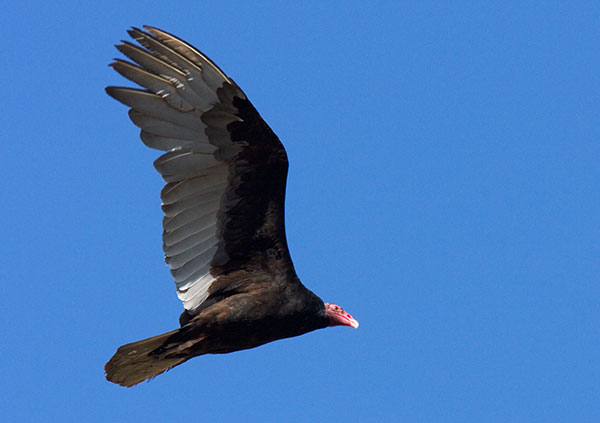Turkey Vulture Cathartes aura
