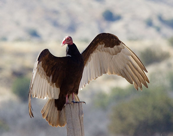 Turkey Vulture Cathartes aura