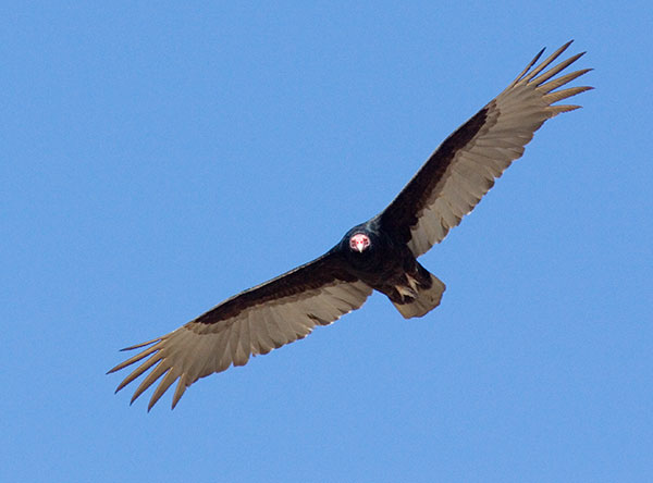 Turkey Vulture Cathartes aura