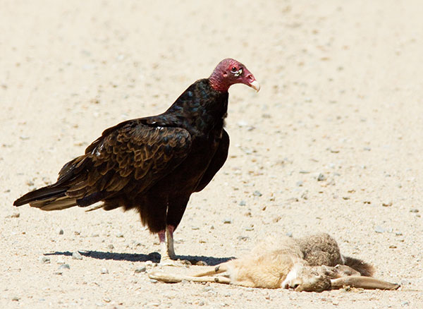 Turkey Vulture Cathartes aura