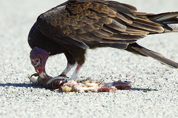 Turkey Vulture Cathartes aura