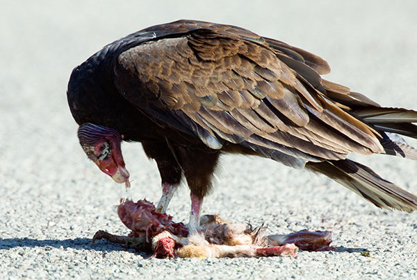 Turkey Vulture Cathartes aura