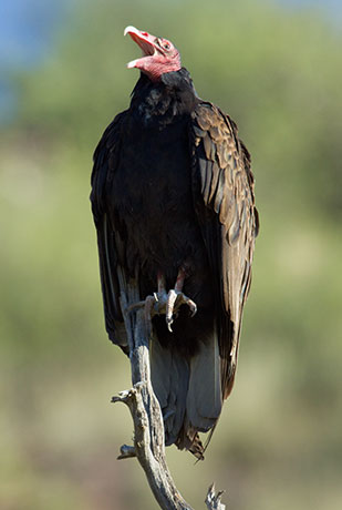 Turkey Vulture Cathartes aura