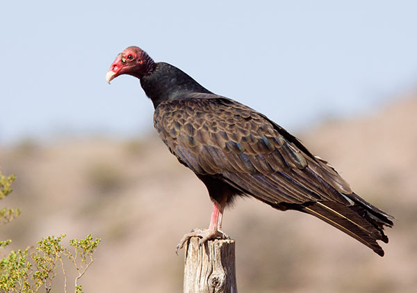 Turkey Vulture Cathartes aura