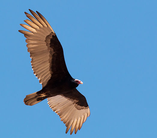 Turkey Vulture Cathartes aura