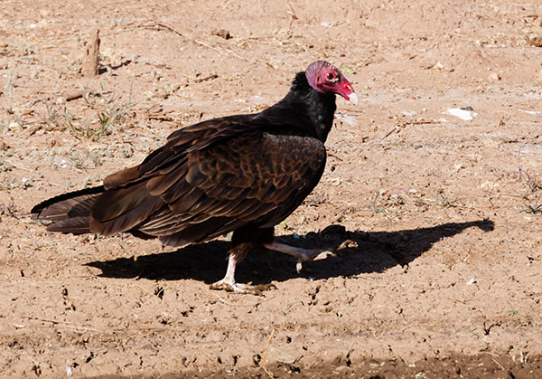 Turkey Vulture Cathartes aura