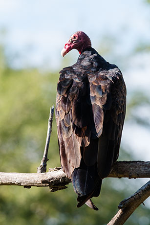 Turkey Vulture Cathartes aura