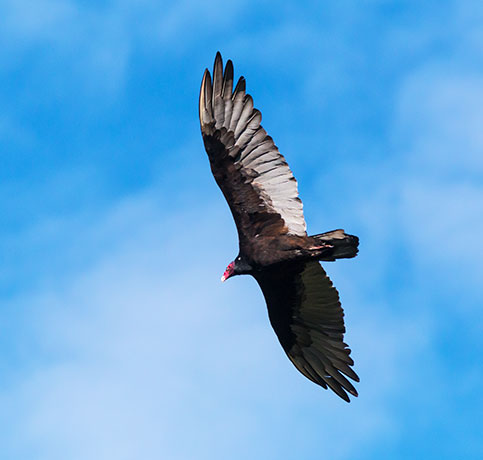 Turkey Vulture Cathartes aura
