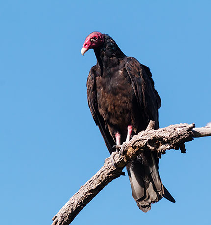Turkey Vulture Cathartes aura