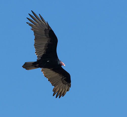 Turkey Vulture Cathartes aura