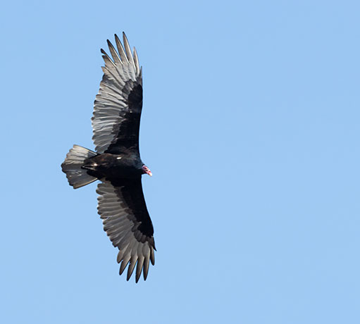 Turkey Vulture Cathartes aura