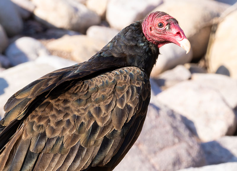 Turkey Vulture Cathartes aura