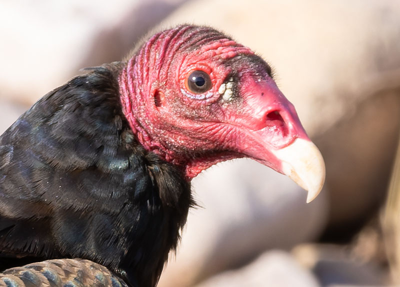 Turkey Vulture Cathartes aura
