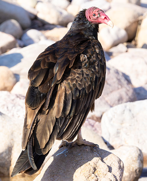 Turkey Vulture Cathartes aura
