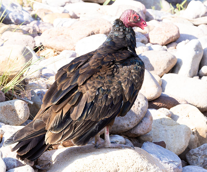 Turkey Vulture Cathartes aura