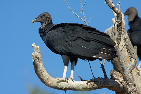 Black Vulture Coragyps atratus 