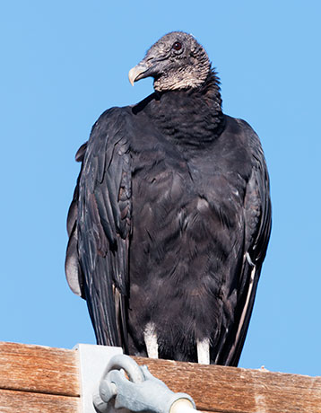 Black Vulture Coragyps atratus 