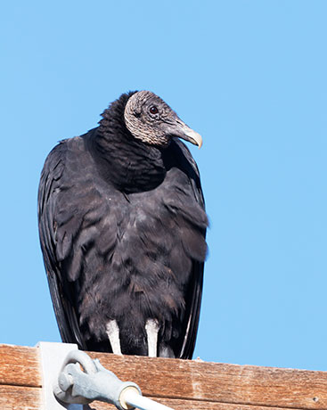 Black Vulture Coragyps atratus 