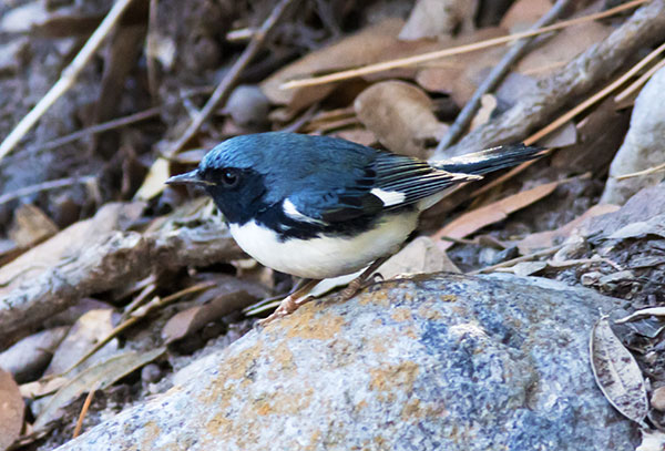 Black-throated Blue Warbler Dendroica caerulescens