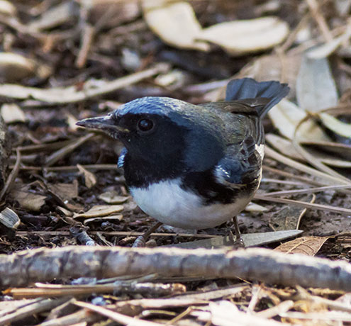Black-throated Blue Warbler Dendroica caerulescens