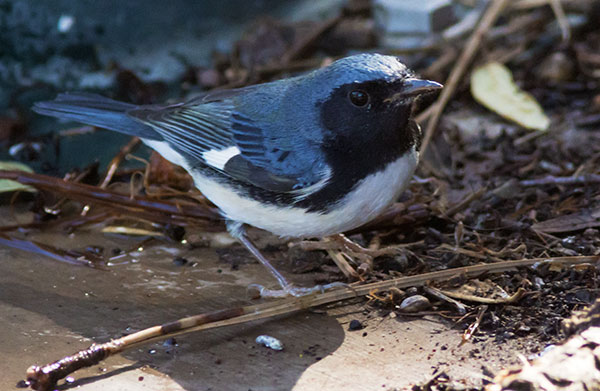 Black-throated Blue Warbler Dendroica caerulescens