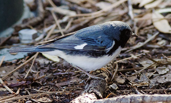 Black-throated Blue Warbler Dendroica caerulescens
