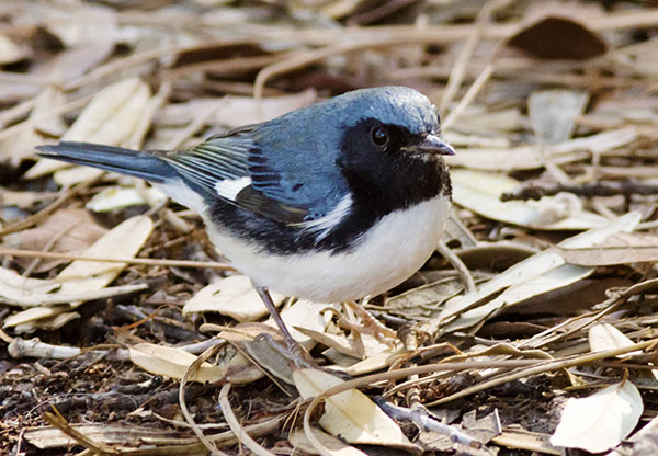 Black-throated Blue Warbler Dendroica caerulescens
