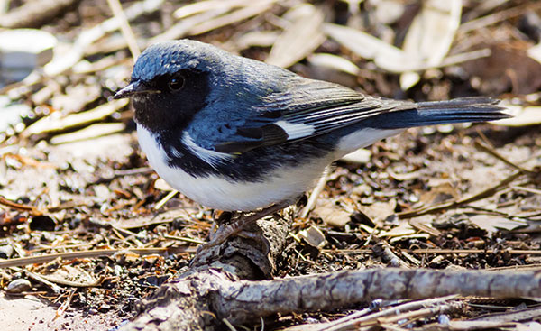 Black-throated Blue Warbler Dendroica caerulescens