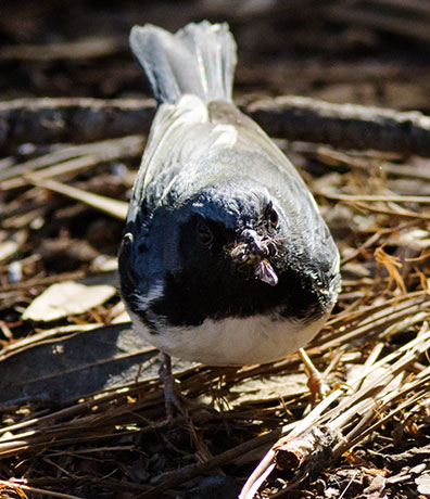 Black-throated Blue Warbler Dendroica caerulescens