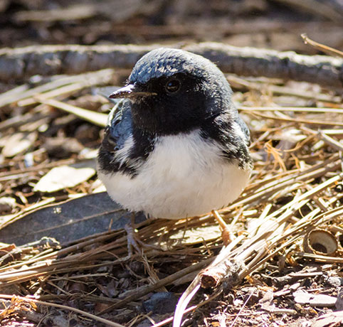 Black-throated Blue Warbler Dendroica caerulescens