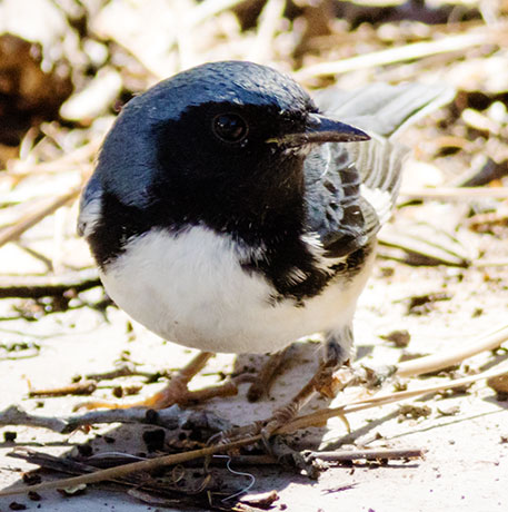 Black-throated Blue Warbler Dendroica caerulescens