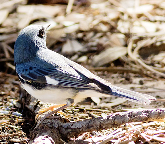 Black-throated Blue Warbler Dendroica caerulescens