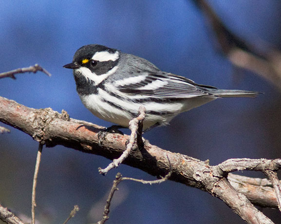 Black-throated Gray Warbler Dendroica nigrescens