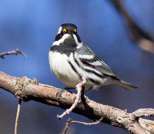 Black-throated Gray Warbler Dendroica nigrescens
