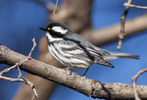 Black-throated Gray Warbler Dendroica nigrescens