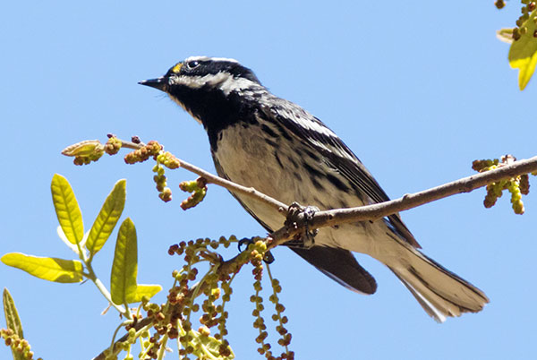 Black-throated Gray Warbler Dendroica nigrescens