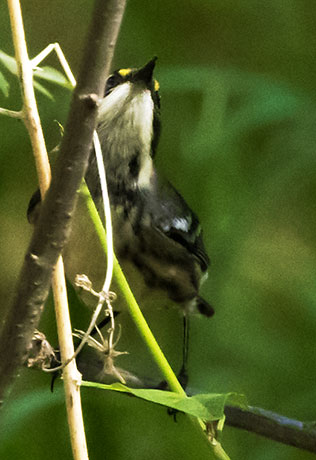 Black-throated Gray Warbler Dendroica nigrescens