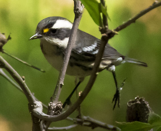 Black-throated Gray Warbler Dendroica nigrescens
