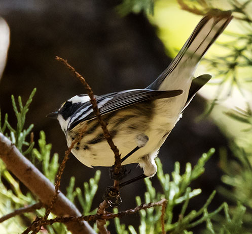 Black-throated Gray Warbler Dendroica nigrescens