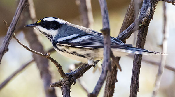 Black-throated Gray Warbler Dendroica nigrescens