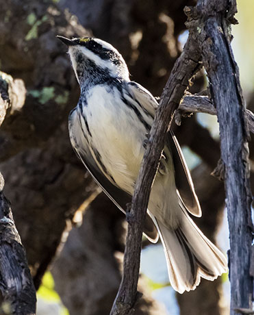Black-throated Gray Warbler Dendroica nigrescens