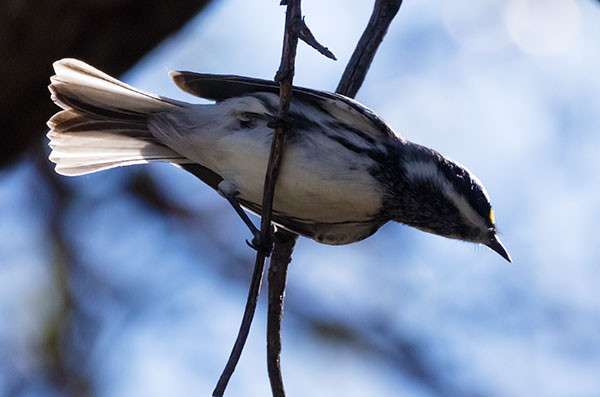 Black-throated Gray Warbler Dendroica nigrescens