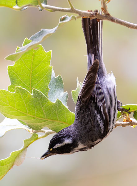 Black-throated Gray Warbler Dendroica nigrescens