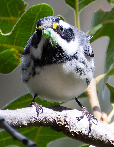 Black-throated Gray Warbler Dendroica nigrescens