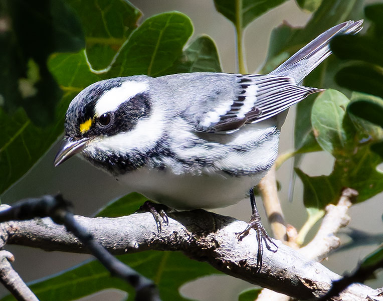 Black-throated Gray Warbler Dendroica nigrescens