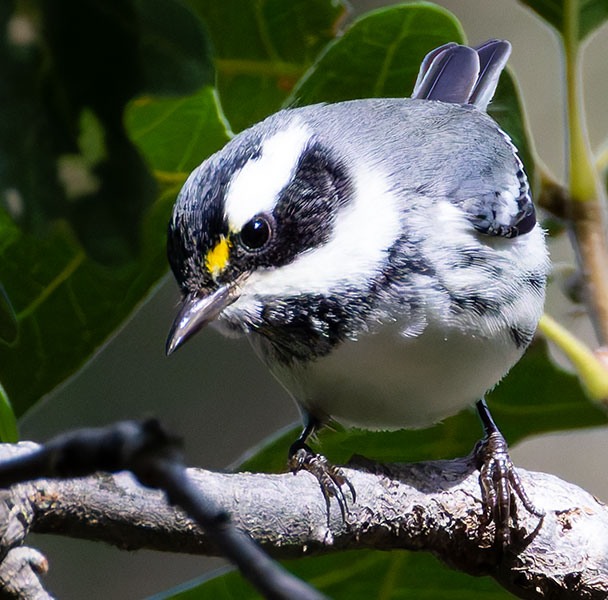 Black-throated Gray Warbler Dendroica nigrescens