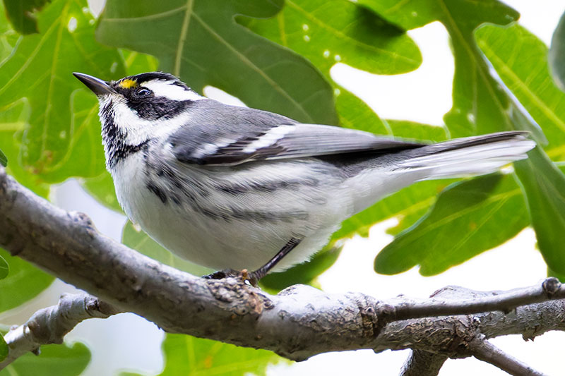 Black-throated Gray Warbler Dendroica nigrescens