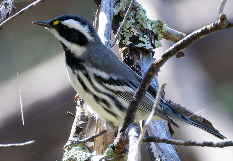 Black-throated Gray Warbler Dendroica nigrescens