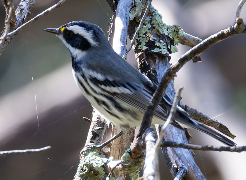Black-throated Gray Warbler Dendroica nigrescens