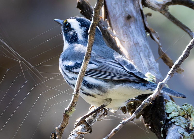 Black-throated Gray Warbler Dendroica nigrescens